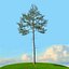 trees spring 3D model