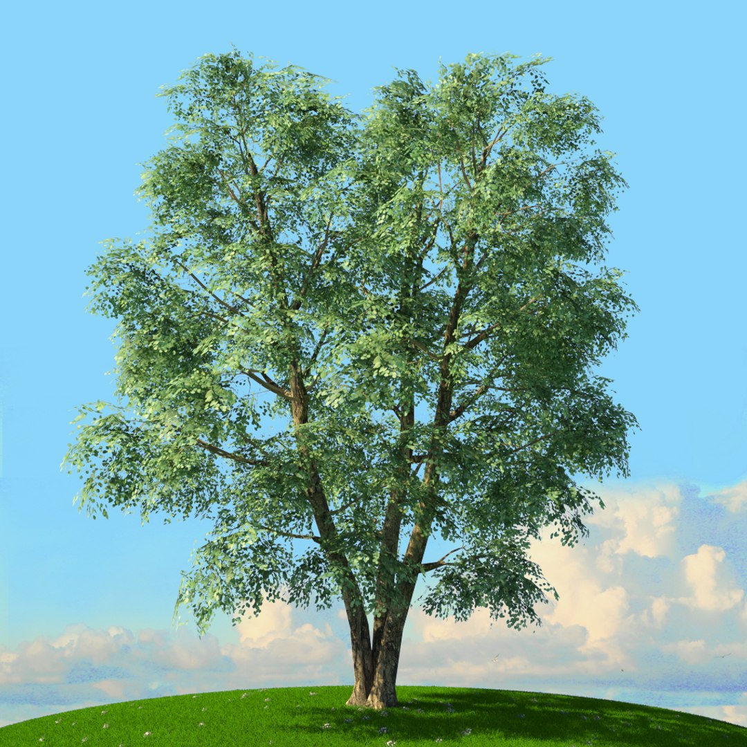 trees spring 3D model https://p.turbosquid.com/ts-thumb/Ji/GBNEWX/gmXMCI5S/07/jpg/1606301156/1920x1080/fit_q87/67ff0c0bee51fc06b08e36d4d9ee44eb9d673b8a/07.jpg