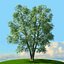 trees spring 3D model