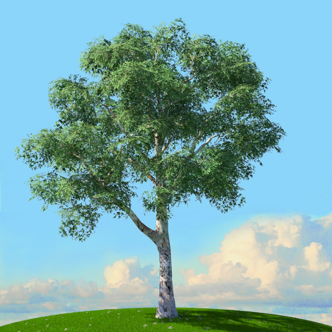 trees spring 3D model https://p.turbosquid.com/ts-thumb/Ji/GBNEWX/j4iF6iEa/04/jpg/1606301123/1920x1080/fit_q87/0d1d76a4a0633746e96ad92ac61dbd4f6a719f7f/04.jpg