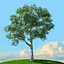 trees spring 3D model