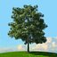 trees spring 3D model