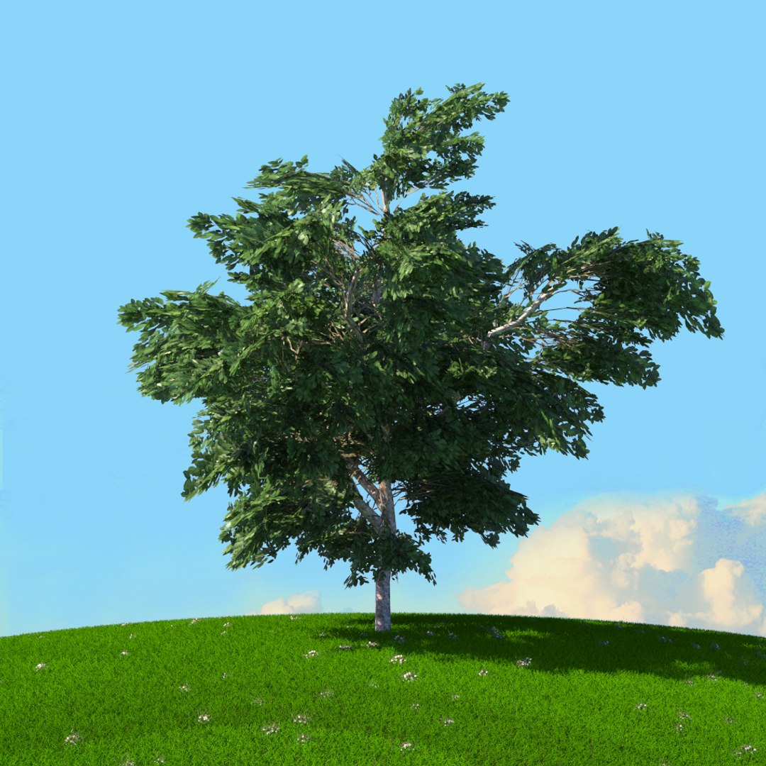 trees spring 3D model https://p.turbosquid.com/ts-thumb/Ji/GBNEWX/rFoscvpC/01/jpg/1606301075/1920x1080/fit_q87/f9999cdc68fe1003852c9bf7ed0dba355879aa4d/01.jpg