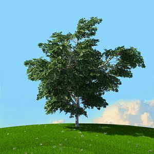 trees spring 3D model
