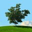 trees spring 3D model