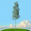 trees spring 3D model