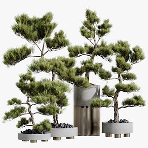 AV HousePlants Mission Kalamata Leccino Arbequina Wilsonii Chemlali