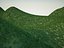 Pear tree (Pyrus communis)