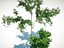 Pear tree (Pyrus communis)