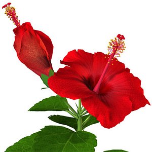 3D Hibiscus Models | TurboSquid