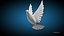 White Dove Bird