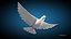 White Dove Bird