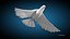 White Dove Bird