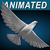 White Dove Bird