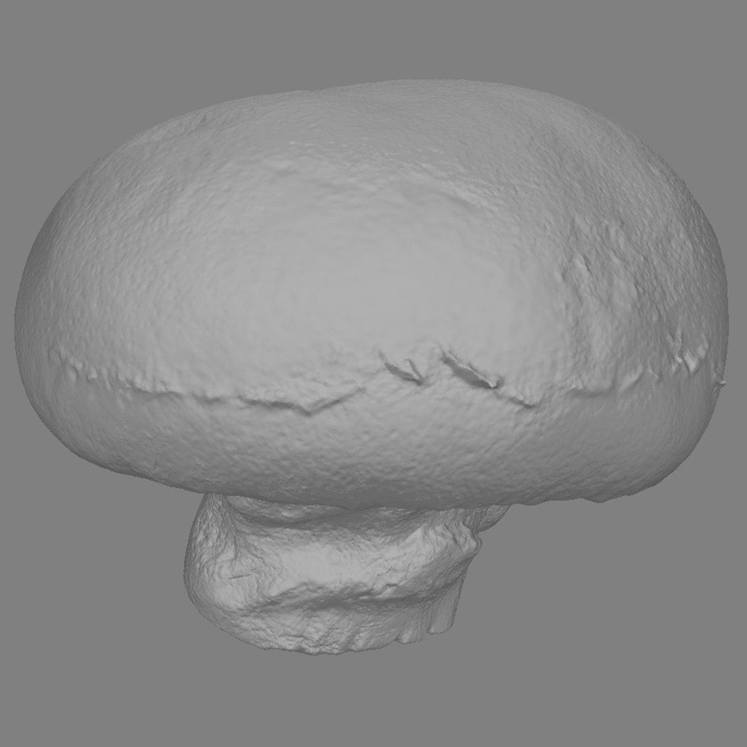 Mushroom 3d Model