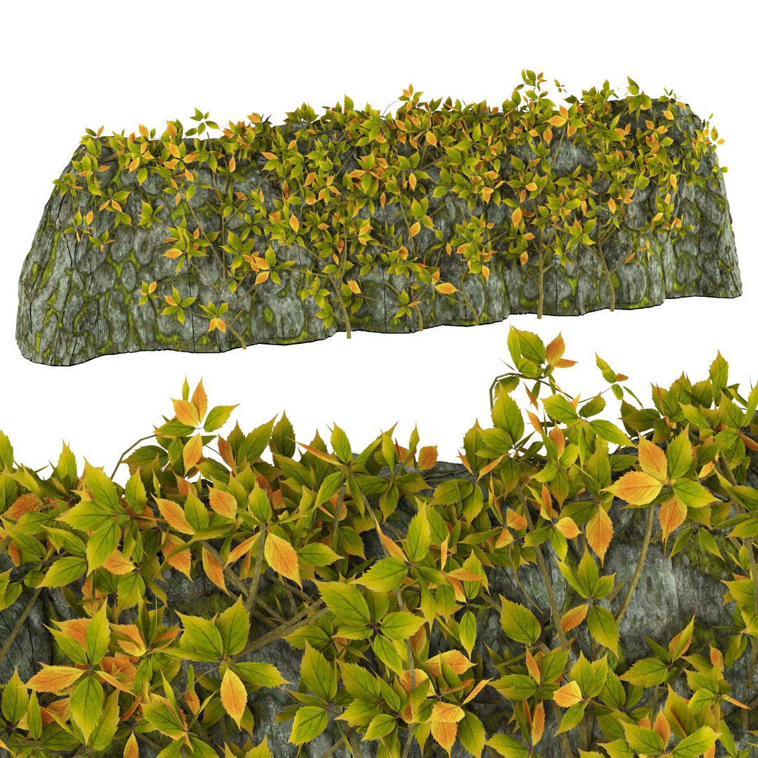 Climbing Ivy Plant 3D Pack model https://p.turbosquid.com/ts-thumb/Ji/dmOKwX/B4/rock/jpg/1694600892/1920x1080/fit_q87/478724ff437c3a8f1ac3de142b970c08eb8cfd3f/rock.jpg