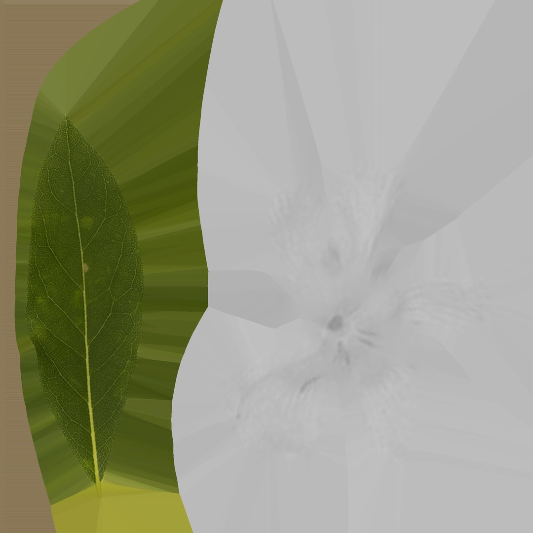 Climbing Ivy Plant 3D Pack model https://p.turbosquid.com/ts-thumb/Ji/dmOKwX/SJ/crepejasminejasminumpolyanthum/png/1717884216/1920x1080/fit_q87/330f3dd9c68940392ab71198b237ecec4084b8a6/crepejasminejasminumpolyanthum.jpg