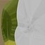 Climbing Ivy Plant 3D Pack