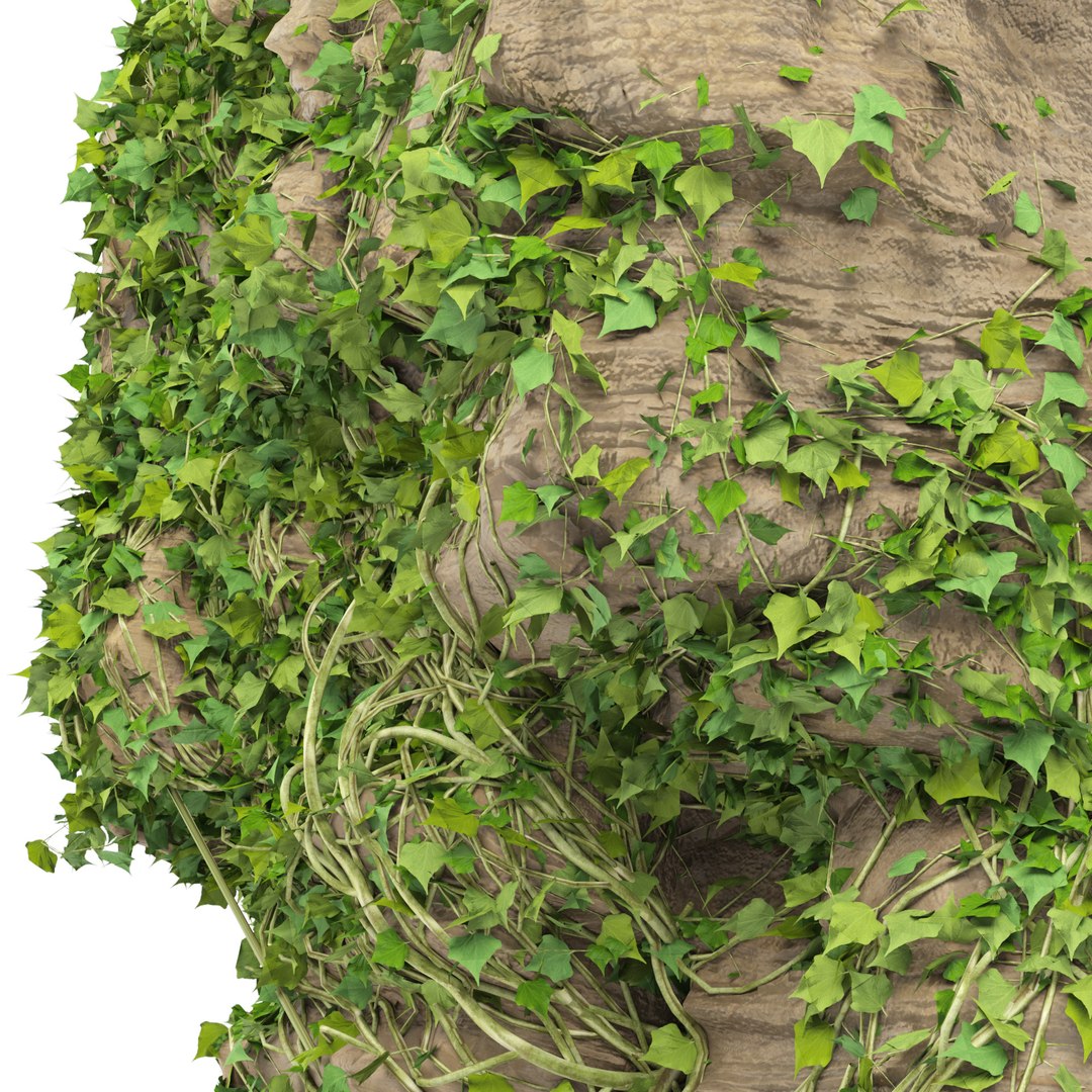 Climbing Ivy Plant 3D Pack model https://p.turbosquid.com/ts-thumb/Ji/dmOKwX/Si/z06pp/jpg/1693527718/1920x1080/fit_q87/09656bec88f4244657979f6a2a7c94ff30a9d0b4/z06pp.jpg