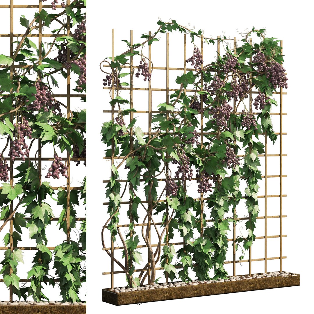 Climbing Ivy Plant 3D Pack model https://p.turbosquid.com/ts-thumb/Ji/dmOKwX/Tg/cover02/jpg/1654039419/1920x1080/fit_q87/ce63fdbad908630b431e99256662f3a95343520f/cover02.jpg