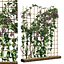 Climbing Ivy Plant 3D Pack