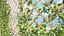 Climbing Ivy Plant 3D Pack