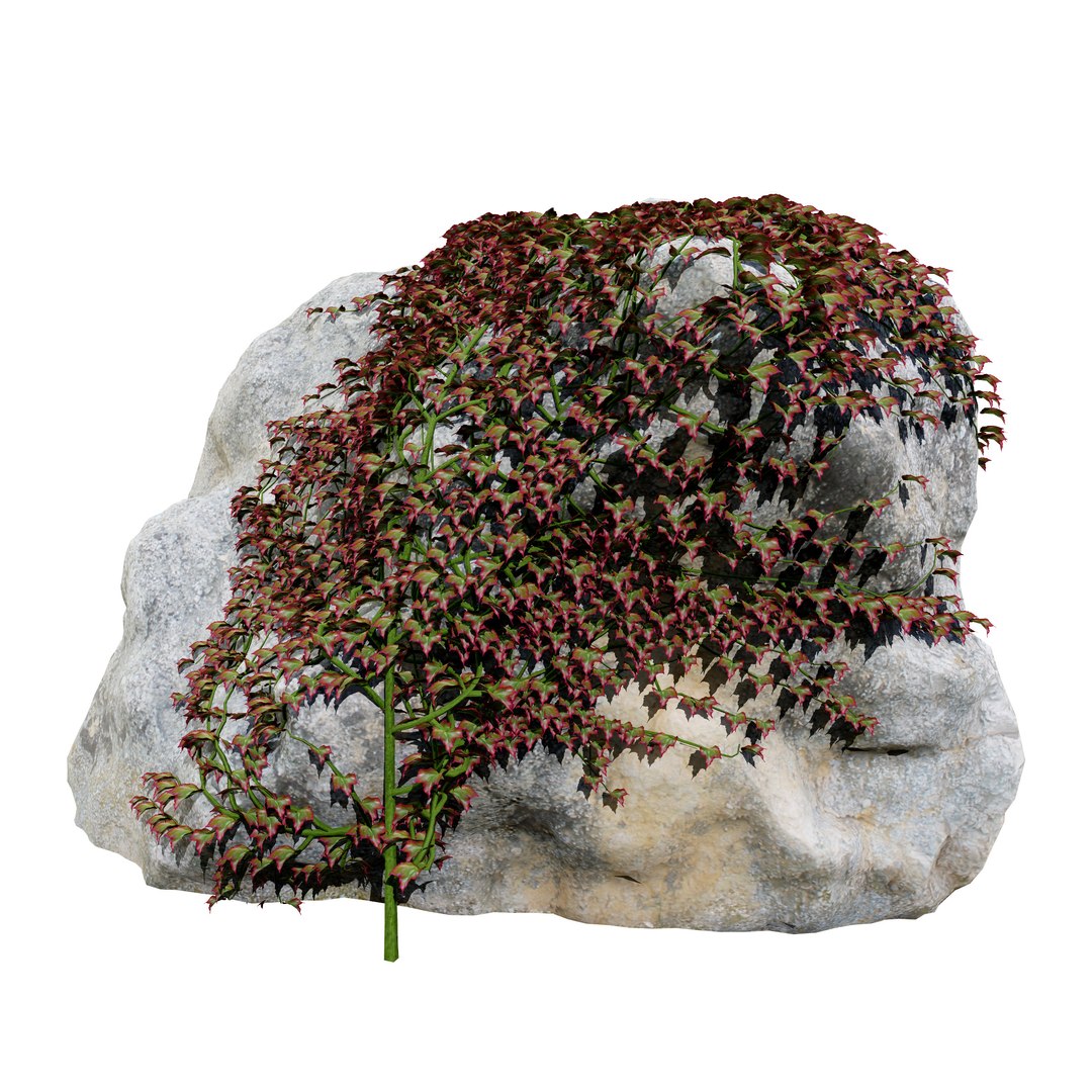 Climbing Ivy Plant 3D Pack model https://p.turbosquid.com/ts-thumb/Ji/dmOKwX/k1/cover01/jpg/1719836207/1920x1080/fit_q87/f3acd2b3c6a90ebbd0b500f66eb6afd9db9a42f1/cover01.jpg