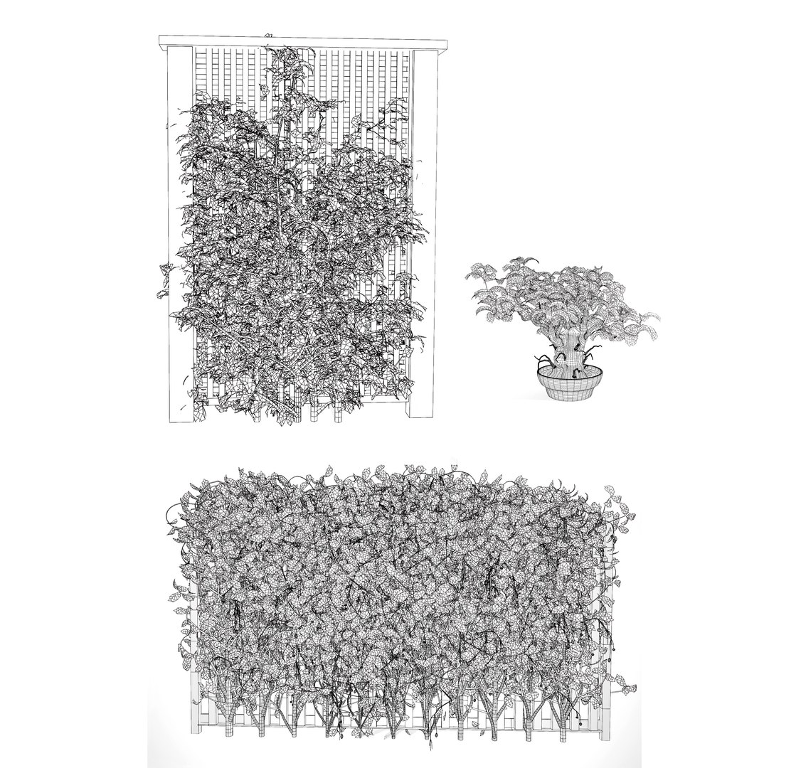Climbing Ivy Plant 3D Pack model https://p.turbosquid.com/ts-thumb/Ji/dmOKwX/l5/wire/jpg/1720269682/1920x1080/fit_q87/6704b6e8c5eb6997e645f81fdbacdbede3186afb/wire.jpg