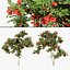 Climbing Ivy Plant 3D Pack