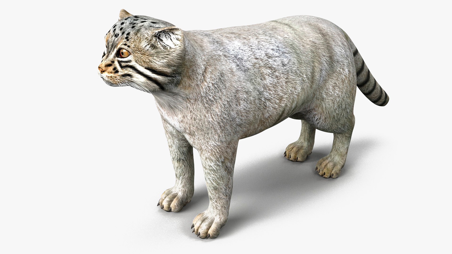 Pallas Cat 3D model preview