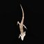 3D Frilled Lizard Agama