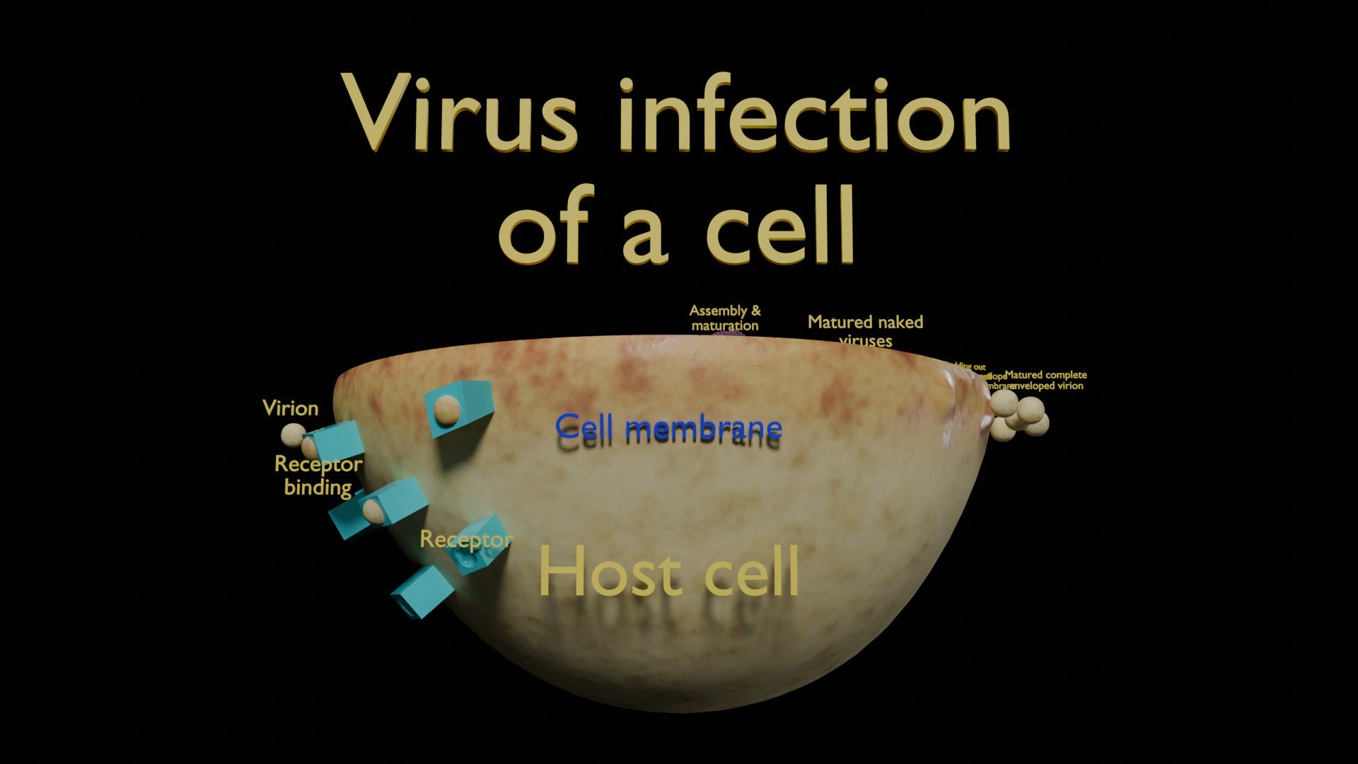 Virus infection cycle in host cell model https://p.turbosquid.com/ts-thumb/Jj/CbmhoN/4Z/ps0004/jpg/1730618420/1920x1080/fit_q87/e8e74bf517c407c1cc498968f4cdb1acfc78945f/ps0004.jpg