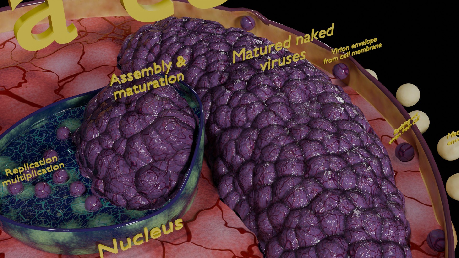 Virus infection cycle in host cell model https://p.turbosquid.com/ts-thumb/Jj/CbmhoN/8J/ps0020/jpg/1730618408/1920x1080/fit_q87/bc16ef20acab2920af14b61fd488f651d9c47a2d/ps0020.jpg
