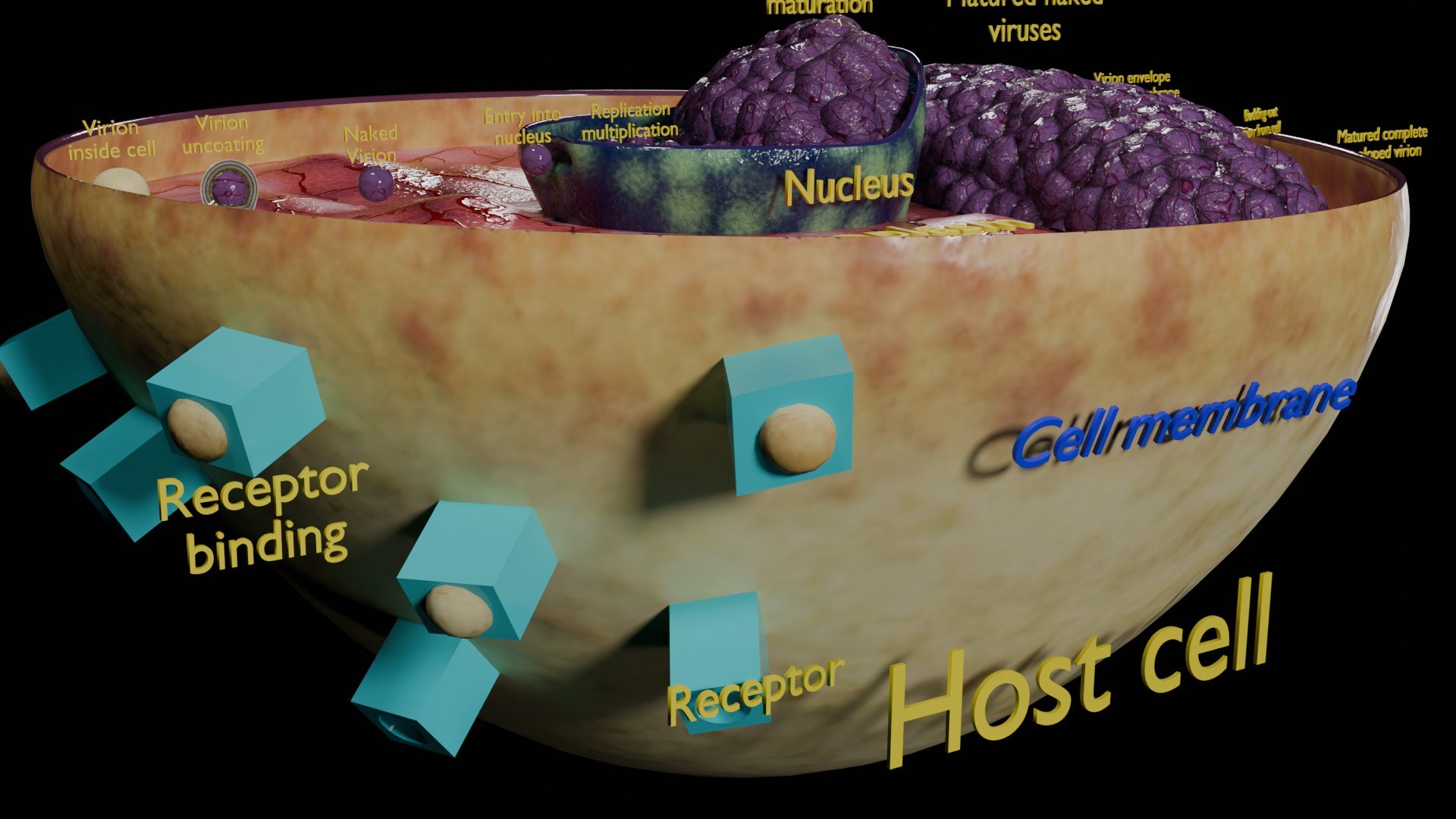 Virus infection cycle in host cell model https://p.turbosquid.com/ts-thumb/Jj/CbmhoN/C3/ps0008/jpg/1730618422/1920x1080/fit_q87/7e5595d05a0bb39a505d2785d7332469ced21c3f/ps0008.jpg