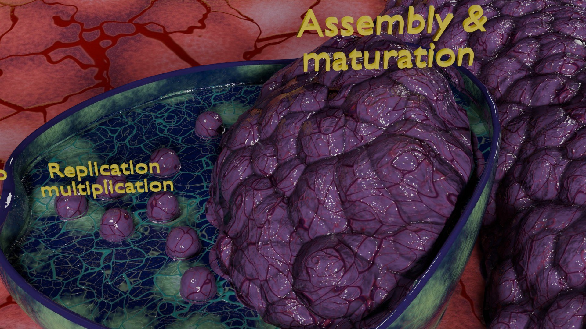 Virus infection cycle in host cell model https://p.turbosquid.com/ts-thumb/Jj/CbmhoN/CV/ps0019/jpg/1730618408/1920x1080/fit_q87/c0ed964b2560d96ae750107bbf95a353561c5565/ps0019.jpg