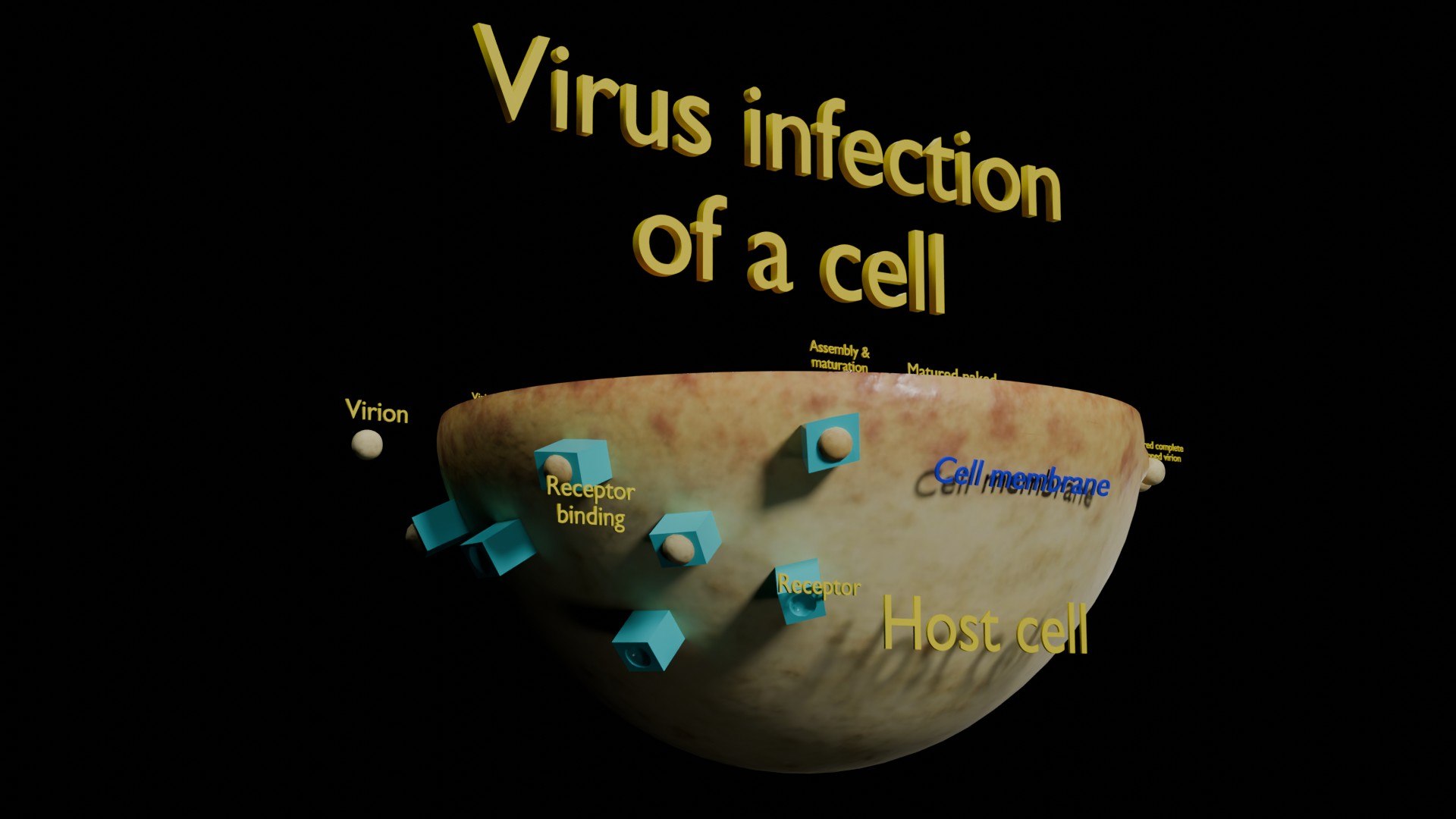 Virus infection cycle in host cell model https://p.turbosquid.com/ts-thumb/Jj/CbmhoN/Ch/ps0005/jpg/1730618420/1920x1080/fit_q87/ba9921bb217c61f1c0cdb350b4e5c251a4ca87b0/ps0005.jpg