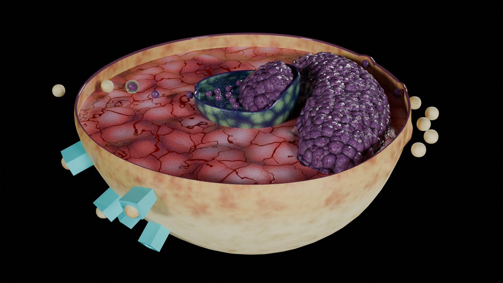 Virus infection cycle in host cell model https://p.turbosquid.com/ts-thumb/Jj/CbmhoN/DL/image/jpg/1730618684/1920x1080/turn_fit_q99/53fd297f38894238233b48423b2933544dc32de8/image-1.jpg