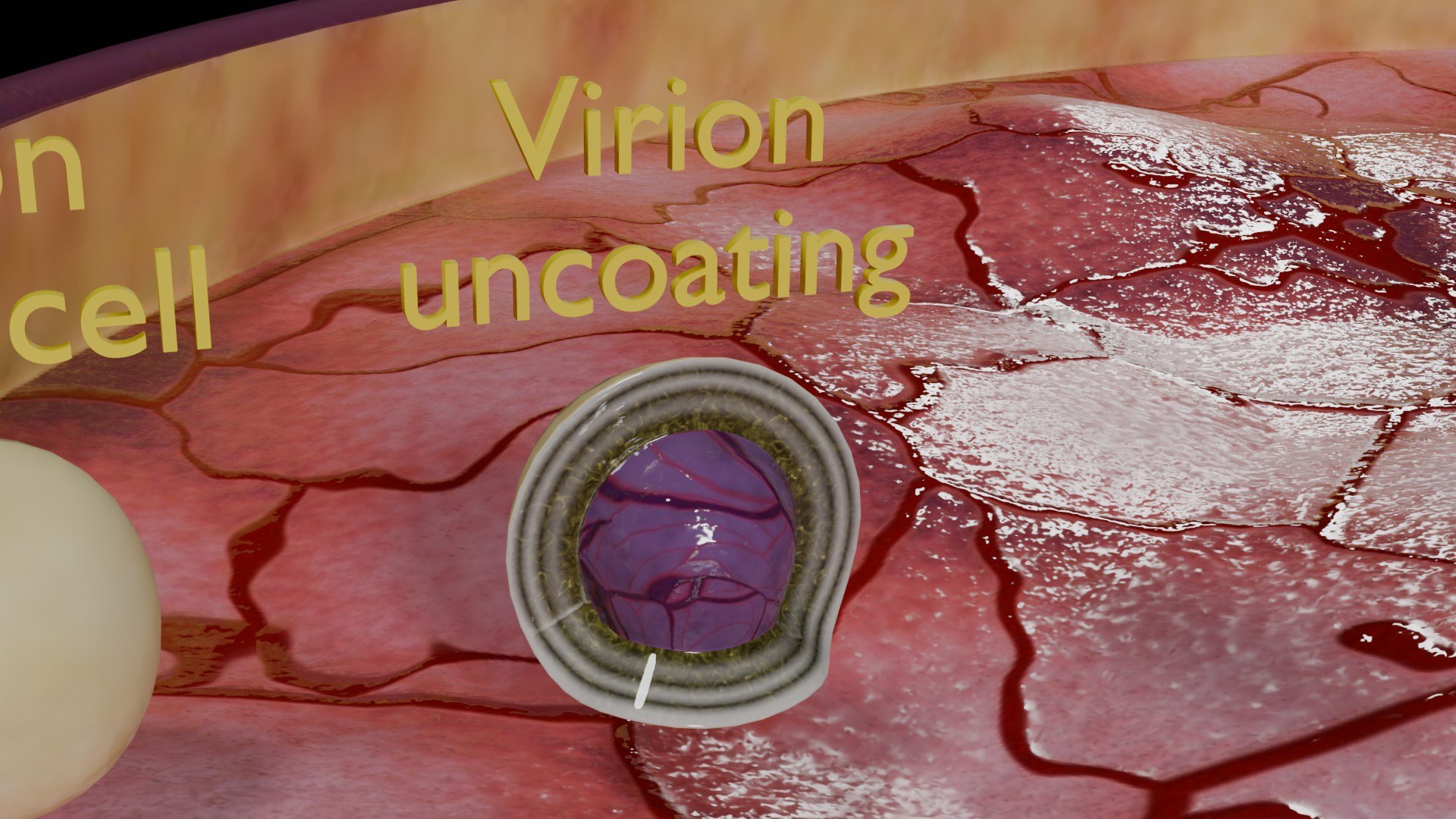 Virus Infection Cycle In Host Cell Model - TurboSquid 2301047