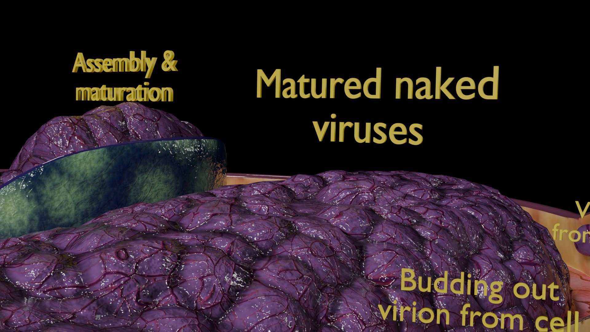 Virus infection cycle in host cell model https://p.turbosquid.com/ts-thumb/Jj/CbmhoN/Ex/ps0025/jpg/1730618413/1920x1080/fit_q87/c30202eef685d506b70ff473602244d8e334e06d/ps0025.jpg