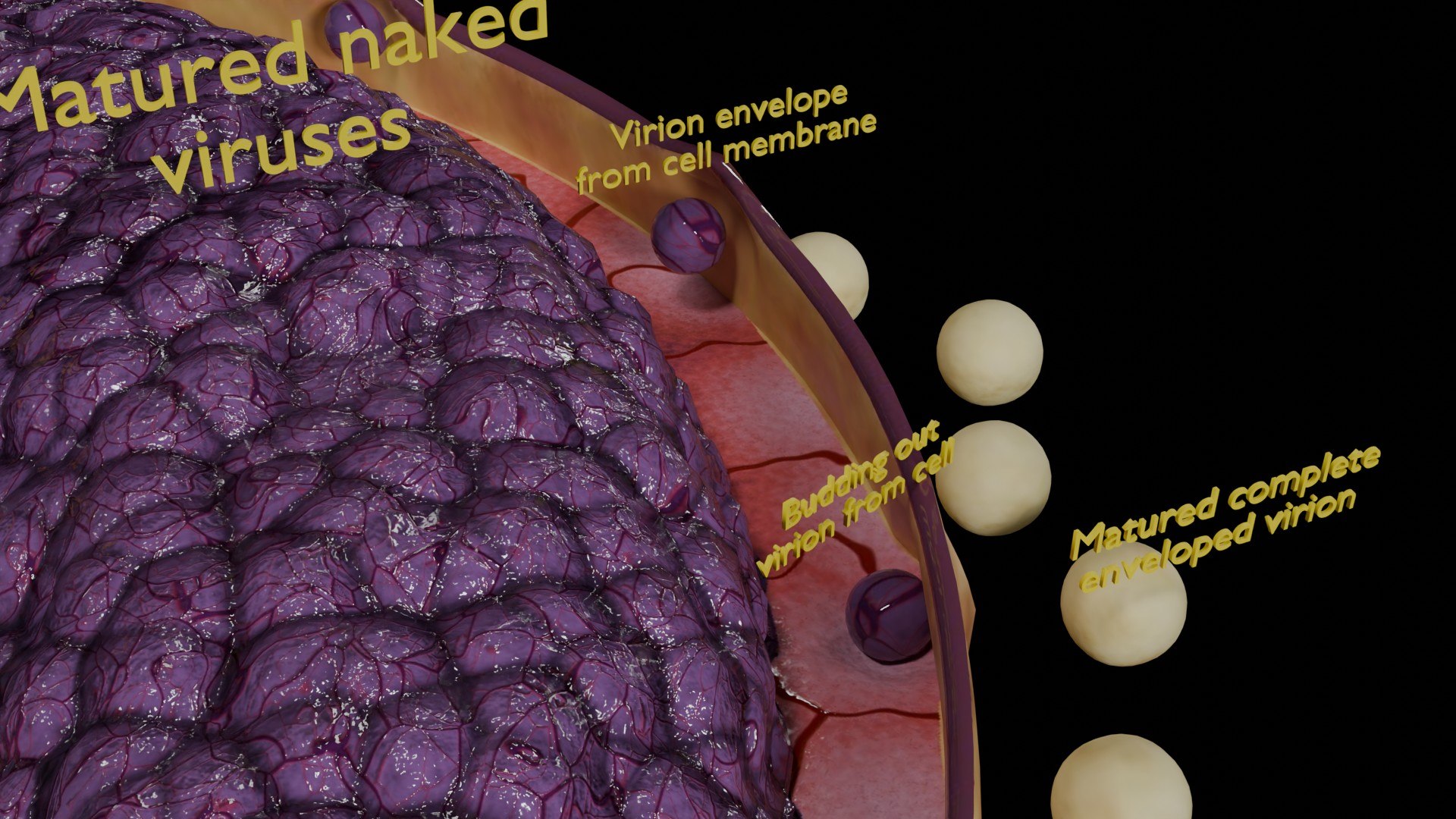 Virus infection cycle in host cell model https://p.turbosquid.com/ts-thumb/Jj/CbmhoN/KQ/ps0023/jpg/1730618412/1920x1080/fit_q87/39f64c56e3efe810aa347d0f15fb082d29b7dbec/ps0023.jpg