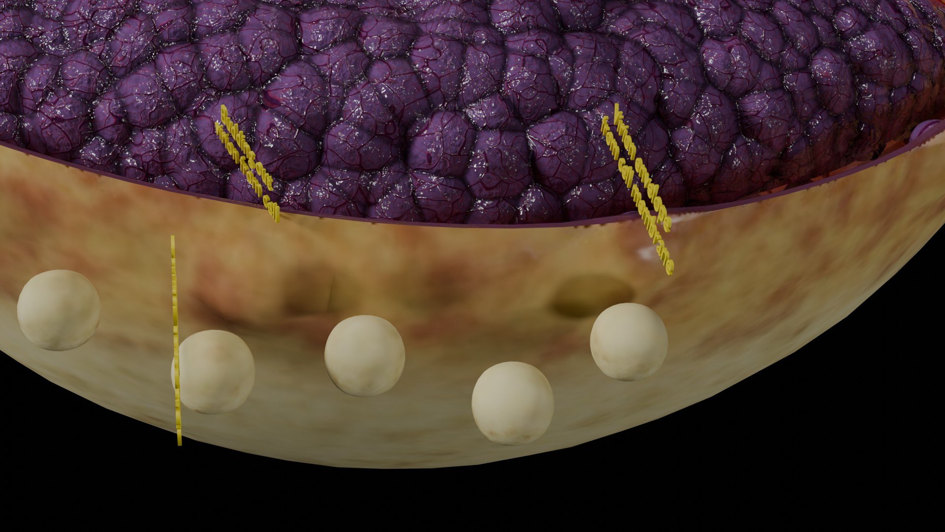 Virus infection cycle in host cell model https://p.turbosquid.com/ts-thumb/Jj/CbmhoN/Mn/ps0028/jpg/1730618414/1920x1080/fit_q87/f5feb49fffd5eedc9baf60717e8269760f833a0c/ps0028.jpg