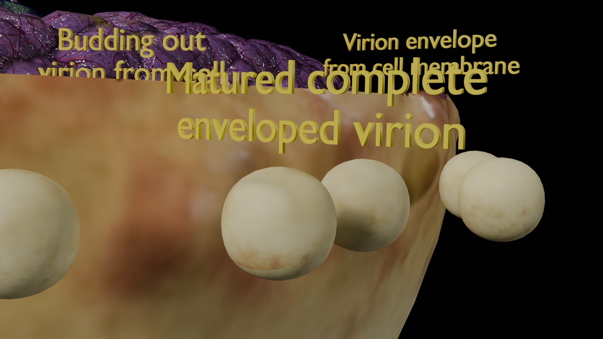 Virus infection cycle in host cell model https://p.turbosquid.com/ts-thumb/Jj/CbmhoN/OQ/ps0026/jpg/1730618413/1920x1080/fit_q87/61cb1239f934f990986865991b5d8f6a194f7043/ps0026.jpg