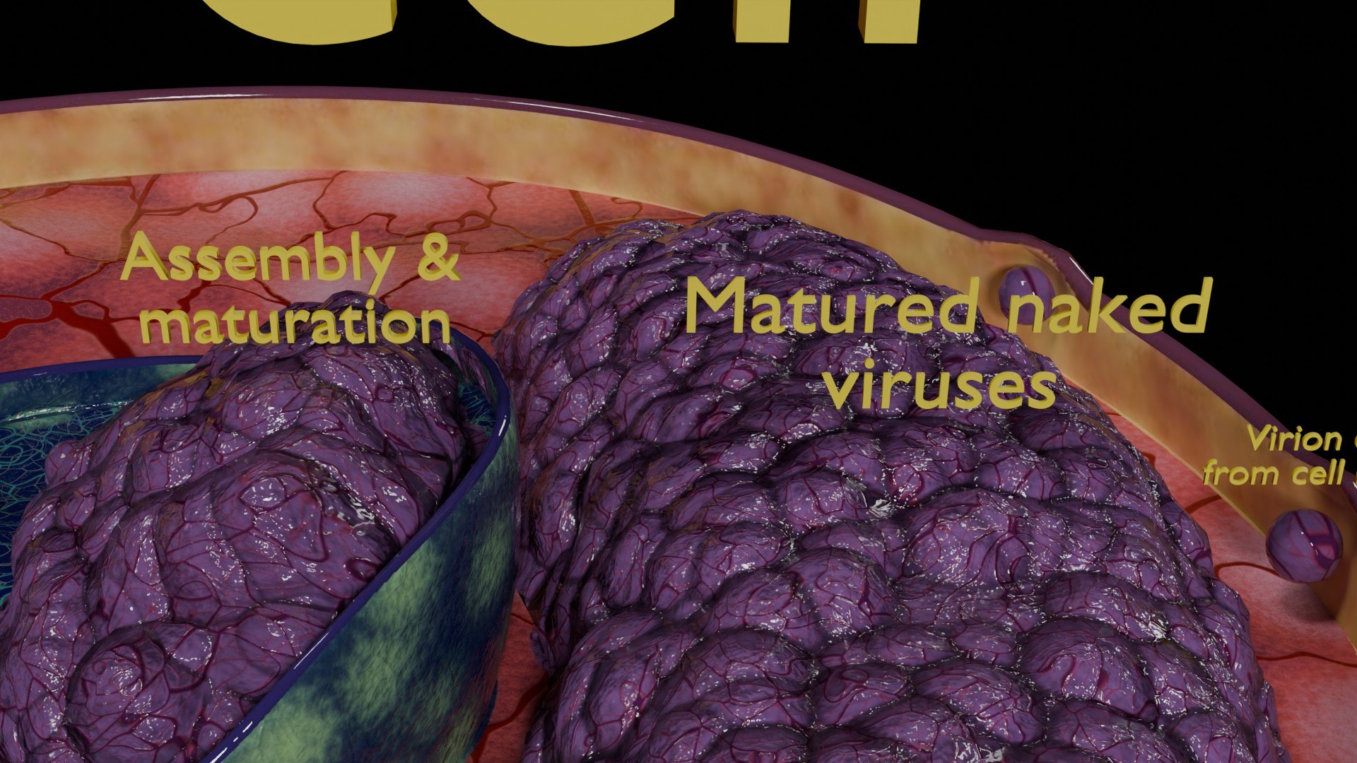 Virus infection cycle in host cell model https://p.turbosquid.com/ts-thumb/Jj/CbmhoN/PX/ps0022/jpg/1730618410/1920x1080/fit_q87/e003cb5ca461a47620d7228d988810dc3f4921bc/ps0022.jpg