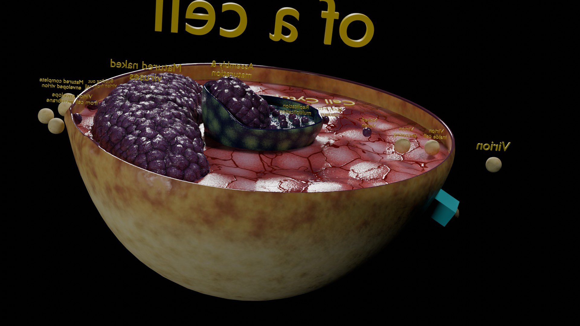 Virus infection cycle in host cell model https://p.turbosquid.com/ts-thumb/Jj/CbmhoN/SI/ps0030/jpg/1730618416/1920x1080/fit_q87/c35b9f60712abec76c52fa8805a0f0082ddc133d/ps0030.jpg