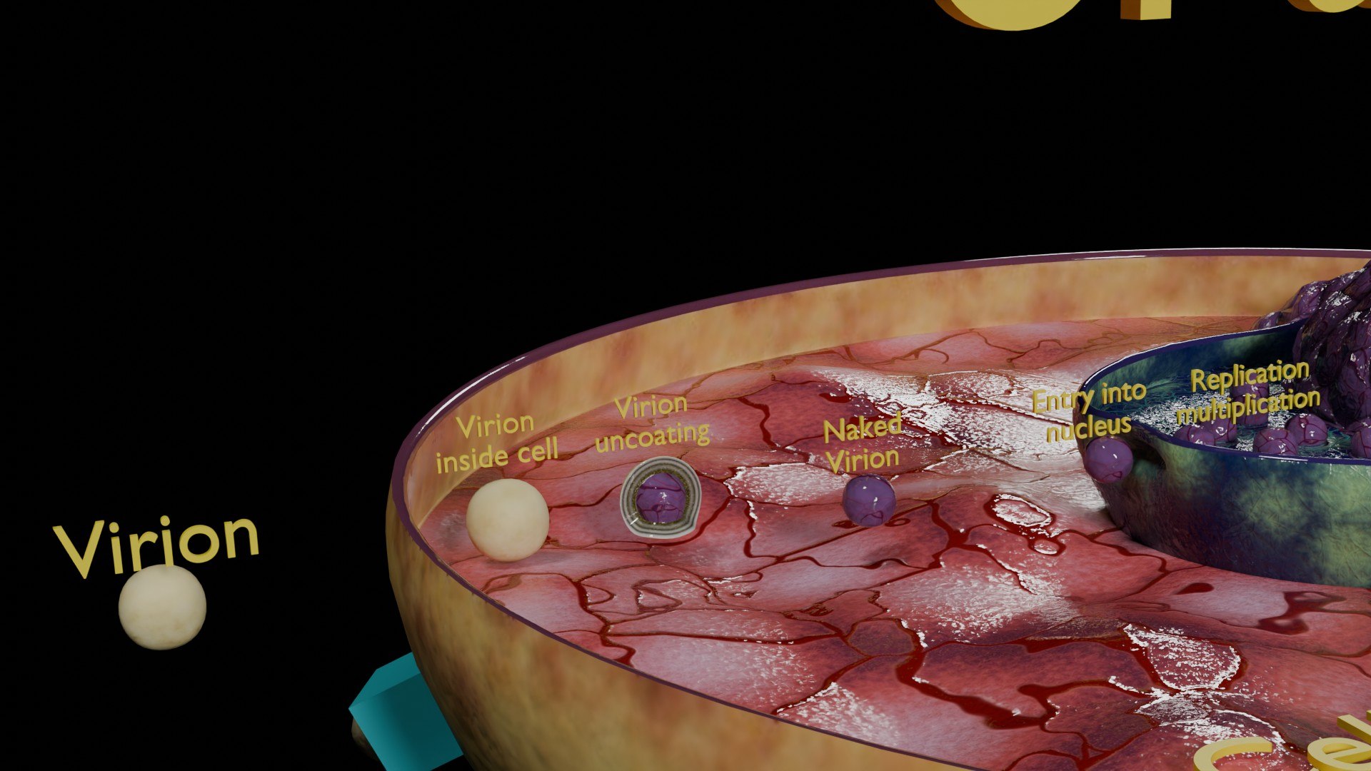 Virus Infection Cycle In Host Cell Model - TurboSquid 2301047