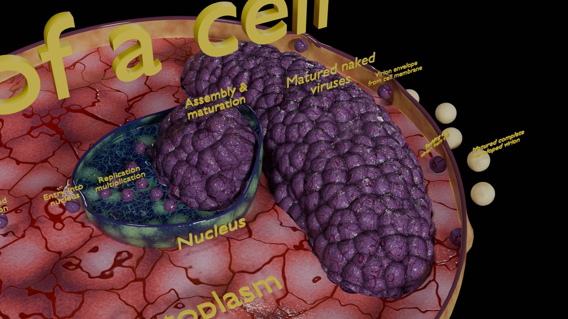 Virus infection cycle in host cell model https://p.turbosquid.com/ts-thumb/Jj/CbmhoN/Sw/ps0021/jpg/1730618410/1920x1080/fit_q87/6b48fcc7c7bb4eb502f423dcb778a3a3242af118/ps0021.jpg