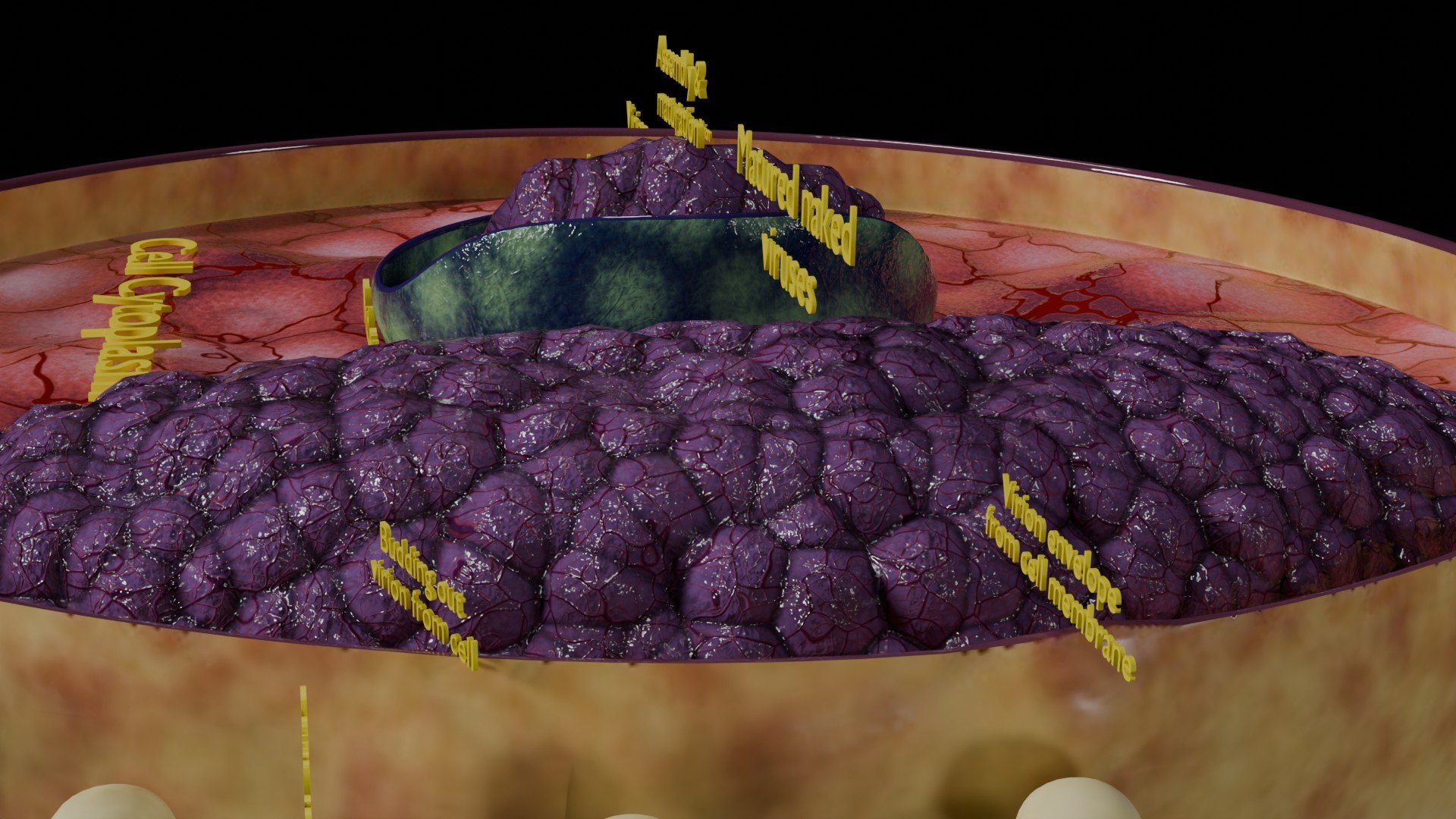 Virus infection cycle in host cell model https://p.turbosquid.com/ts-thumb/Jj/CbmhoN/Ud/ps0027/jpg/1730618414/1920x1080/fit_q87/b76c3eadd8273ffbc663b5d3da5e2056455c75b8/ps0027.jpg