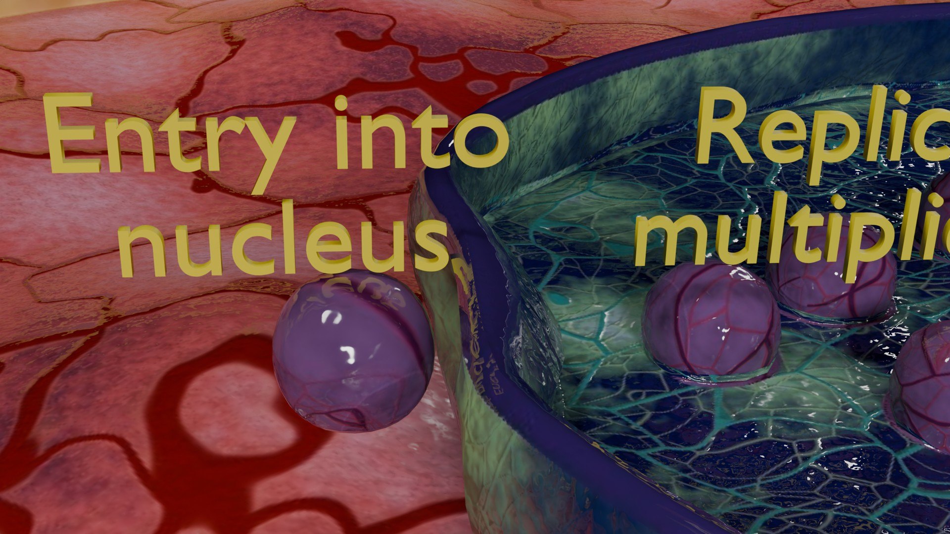Virus infection cycle in host cell model https://p.turbosquid.com/ts-thumb/Jj/CbmhoN/WA/ps0015/jpg/1730618404/1920x1080/fit_q87/5600c91e30899fac447f3cbd68dc2ac20a2608f0/ps0015.jpg