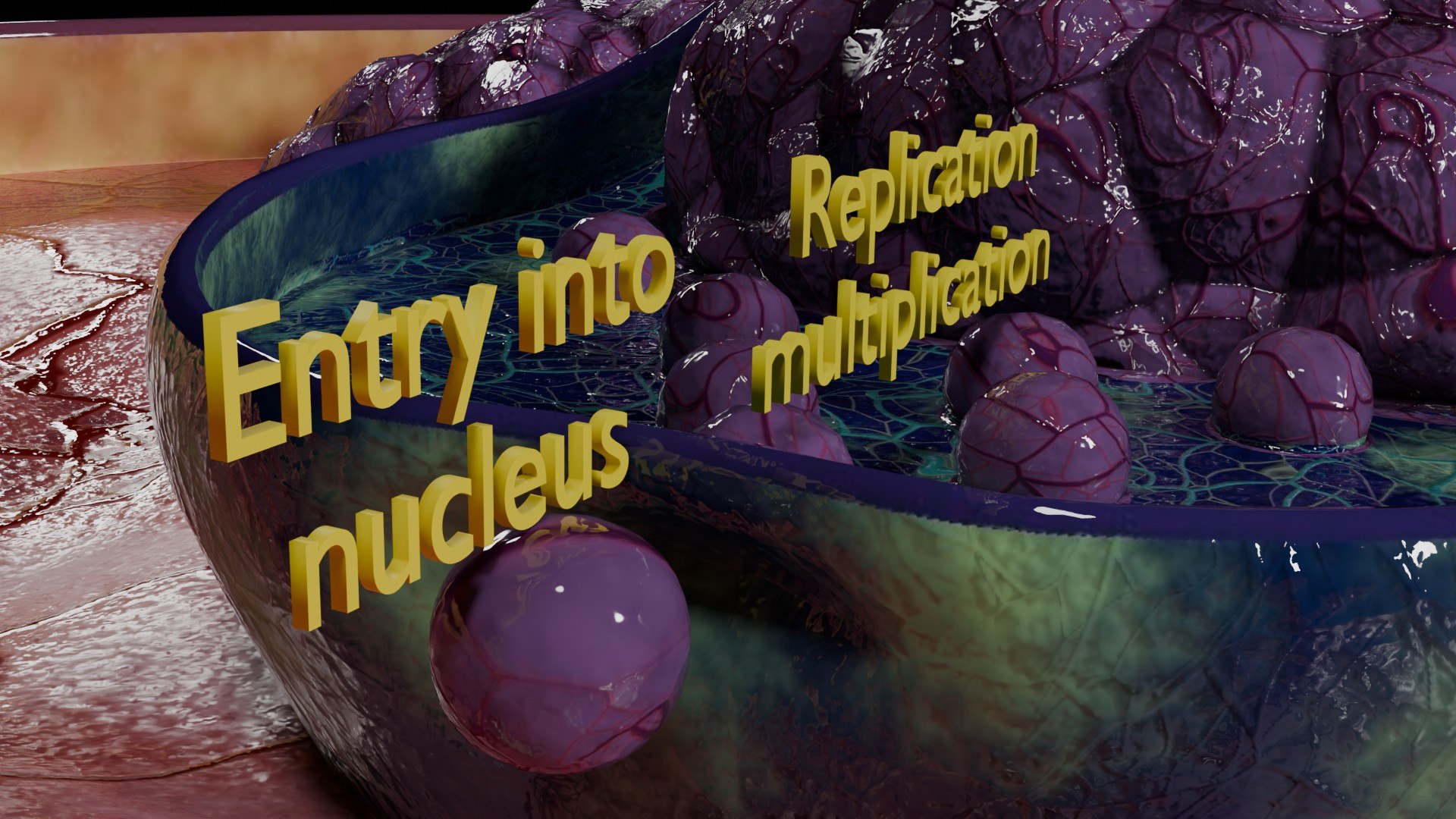 Virus infection cycle in host cell model https://p.turbosquid.com/ts-thumb/Jj/CbmhoN/WJ/ps0014/jpg/1730618403/1920x1080/fit_q87/a42e843f9f1851be5644aae6270cfa40c68e44f6/ps0014.jpg