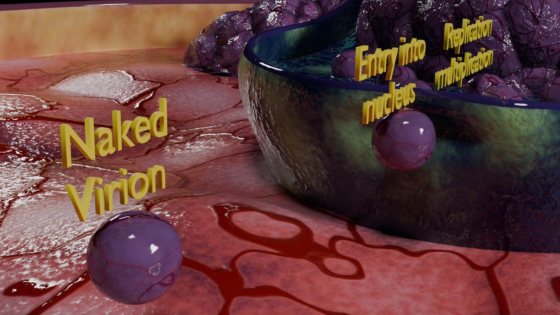 Virus infection cycle in host cell model https://p.turbosquid.com/ts-thumb/Jj/CbmhoN/XN/ps0013/jpg/1730618403/1920x1080/fit_q87/1a085a63ed896d48b300b046f949d87254d0131c/ps0013.jpg